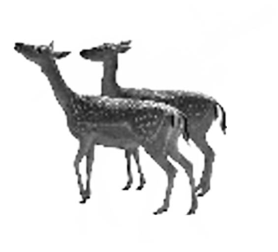 Rehe